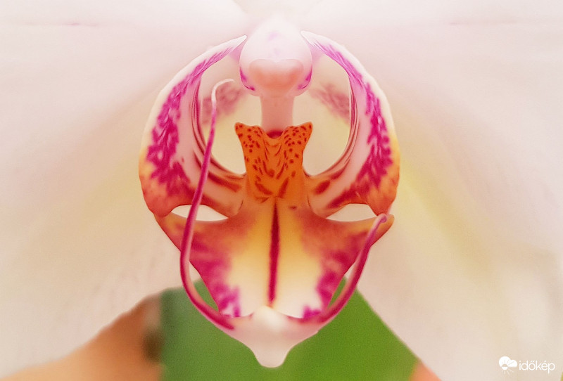 Orchidea makró