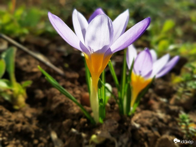 Lilás krókusz
