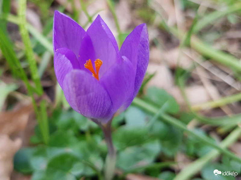 Árván is tündöklöm