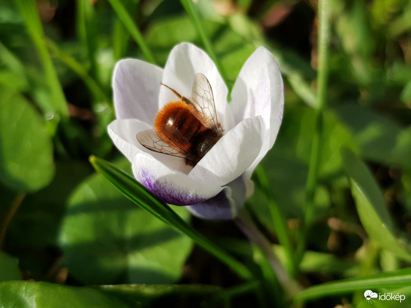 Hol van már az a virágpor?