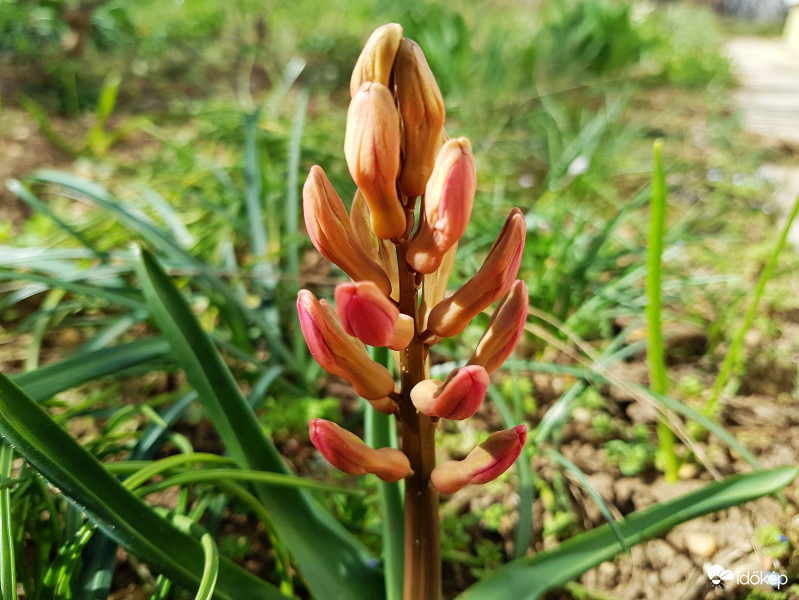 Nemsokára kinyílik