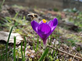 Tavaszi méhecske hívogató