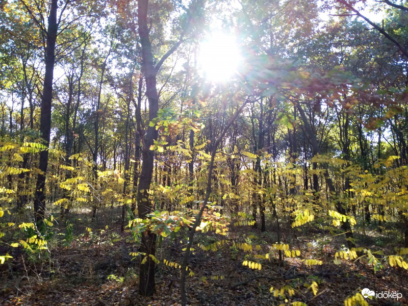 Keresztúri-erdő, Budapest