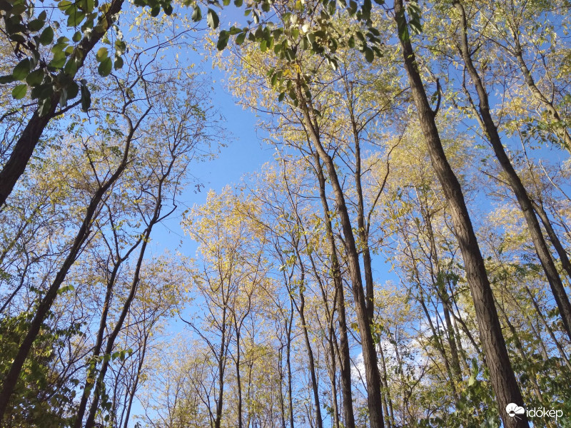 Keresztúri-erdő, Budapest