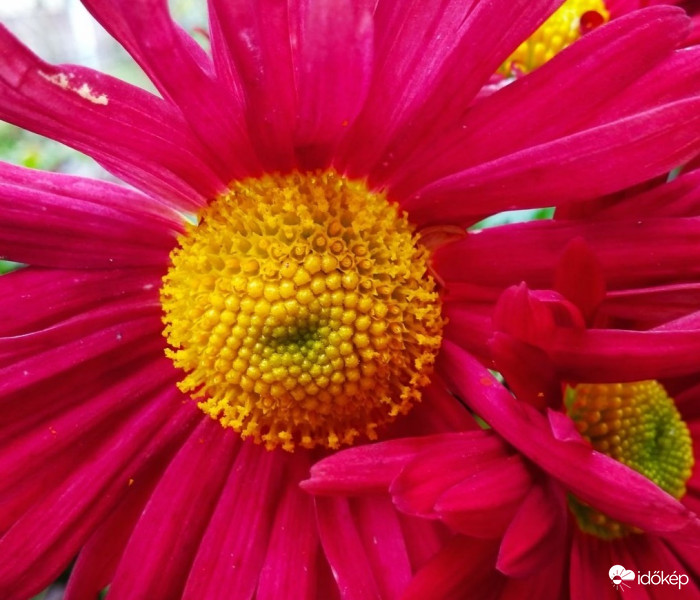 Krizantém közelről