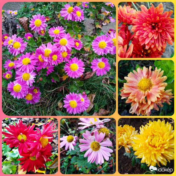 Az ősz színes virágai