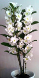 Dendrobium nobile