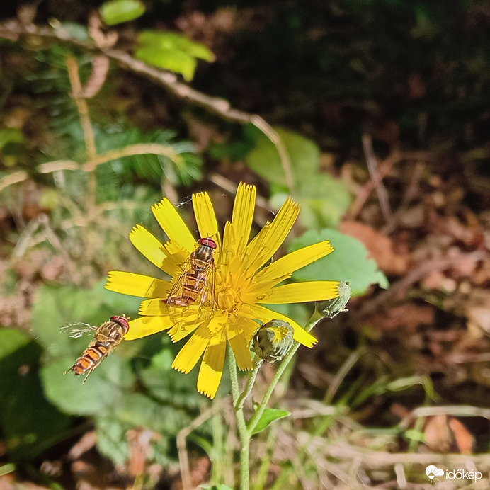 Ma nyárias hangulat volt az erdőben