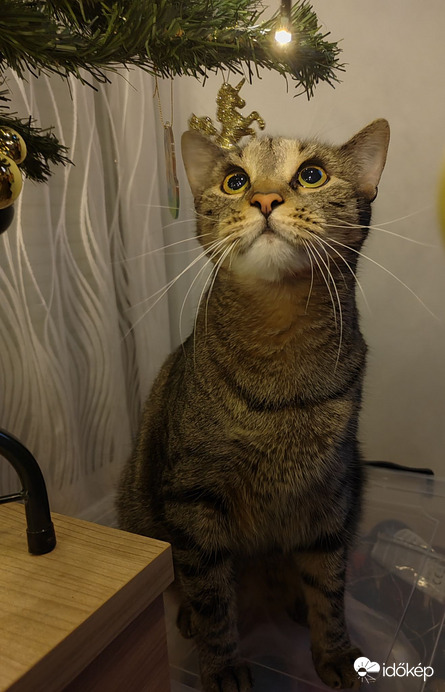 Nem múlt el a rajongása :)