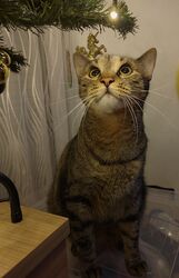 Nem múlt el a rajongása :)