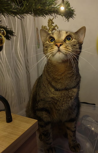 Nem múlt el a rajongása :)