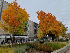 Sétáló utcánk kezd színesedni....