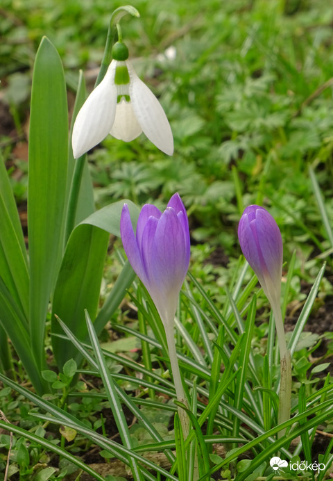 Tavaszi Trió...