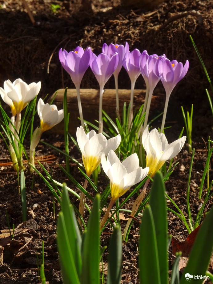 Krókusz csapat...