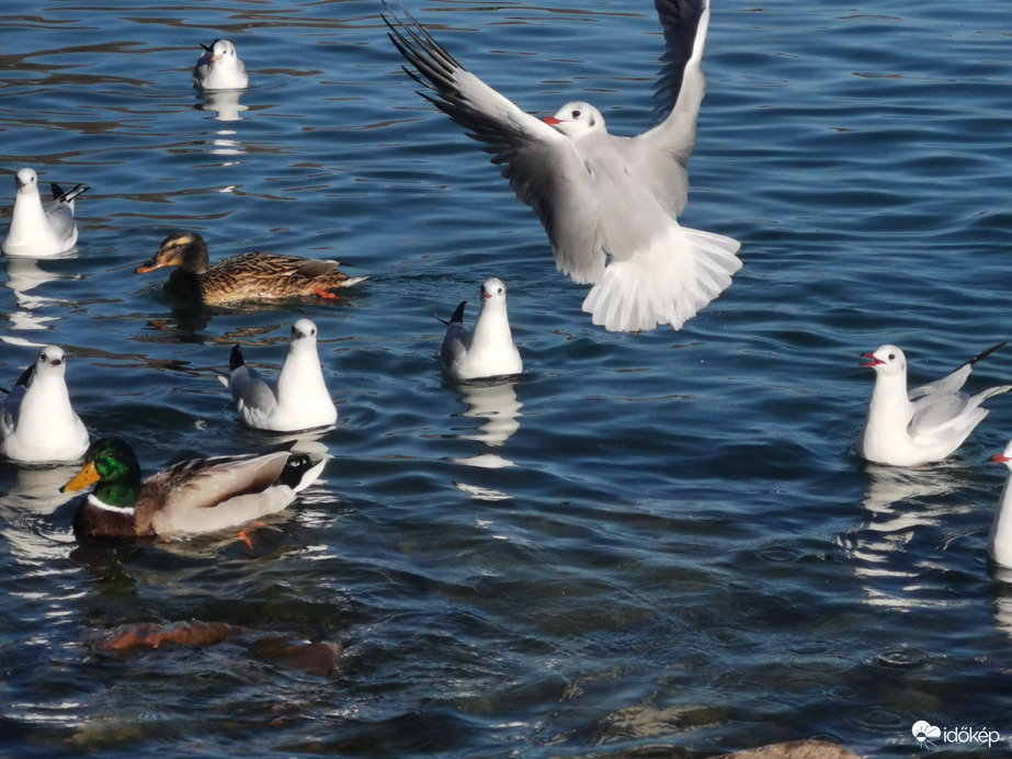 Balatonalmádi