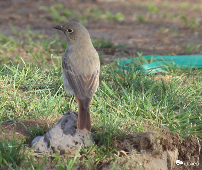 Így jó lesz, vagy döntsem hátrább a fejem? - házi rozsdafarkú