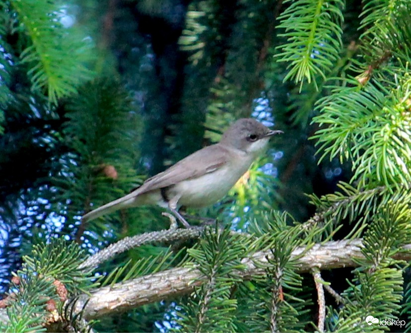 Mint egy festmény - kis poszáta