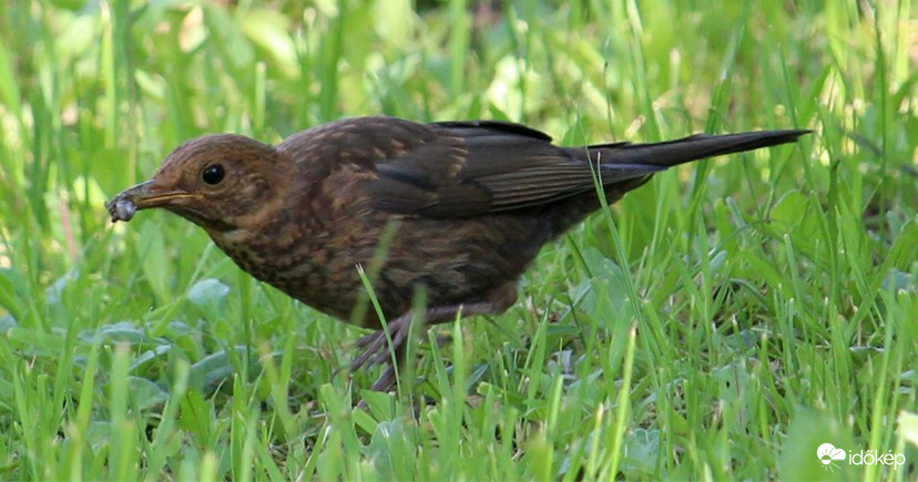 Oké, megint lebuktam - fekete rigó fióka