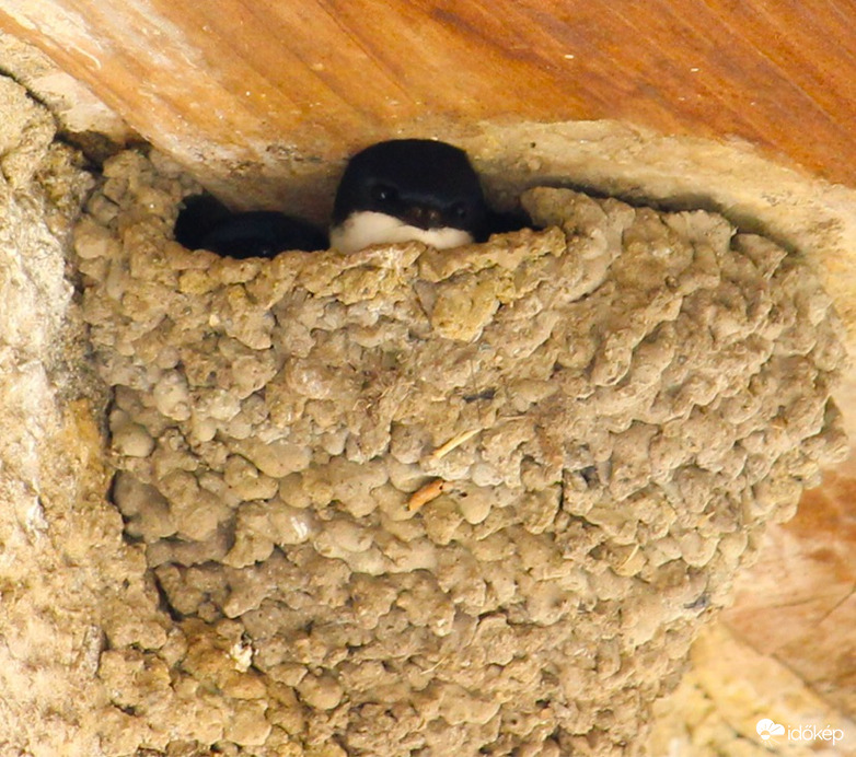 Kukucs - füsti fecskék