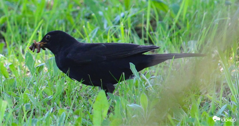 Viszem a giliket a fiókáknak - fekete rigó hím