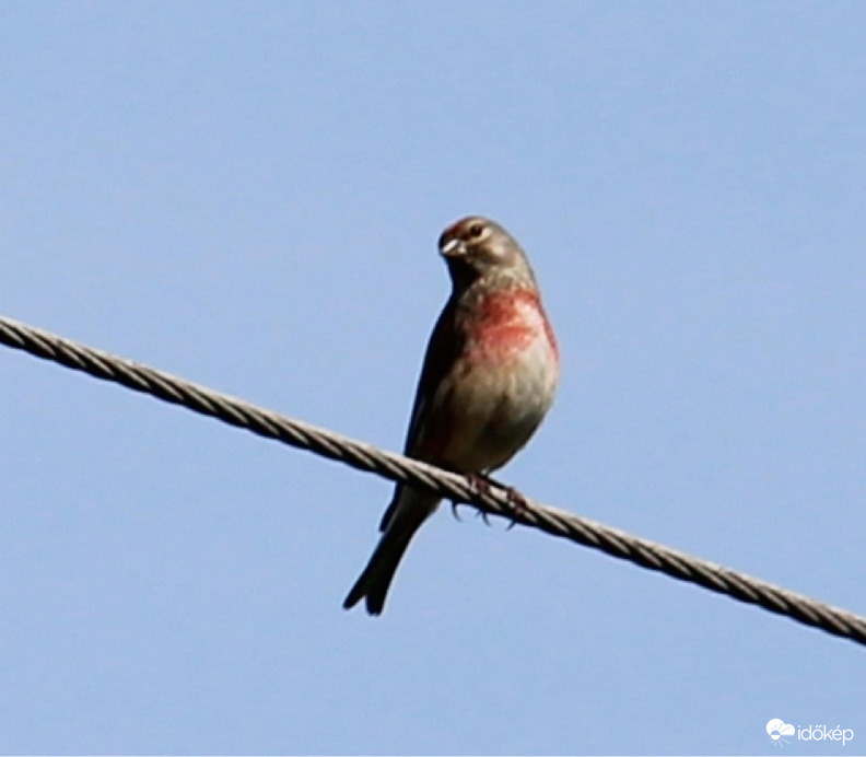 Kedvencem a kenderike