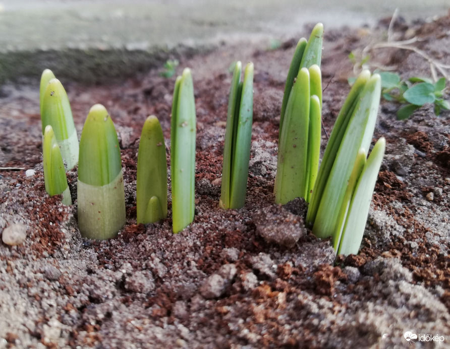 Nárciszhagymák fürdőznek a kissé hűvös, de napos szombat délutáni napsütésben. :-) 