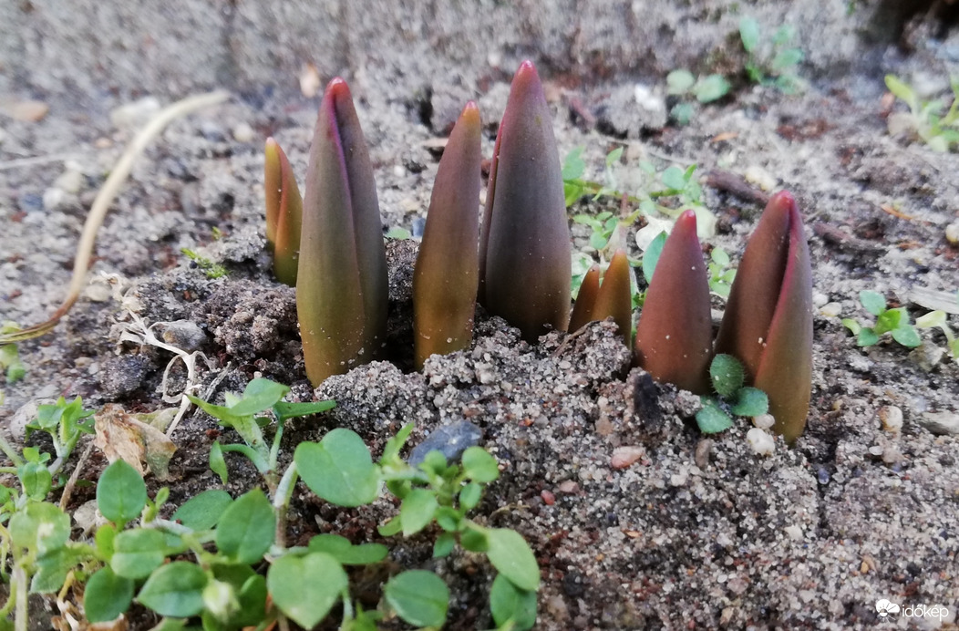 A tulipánhagymák kidugták buksijukat a fagyos földből. :-) 