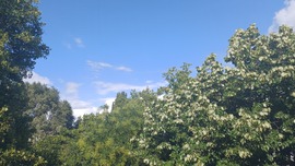 Kiskunhalas