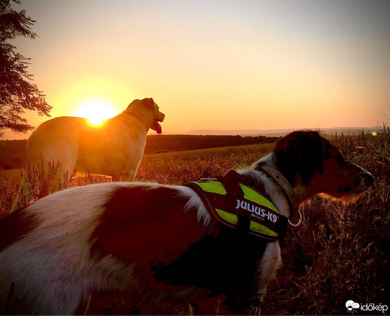 Észlelési fényképek