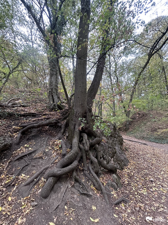 Természet