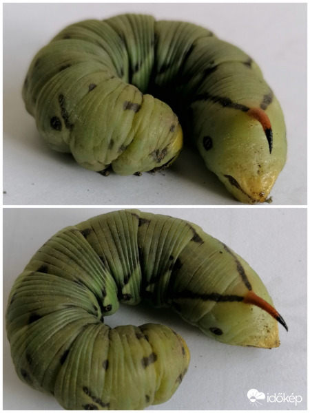 Szulákszender hernyó 