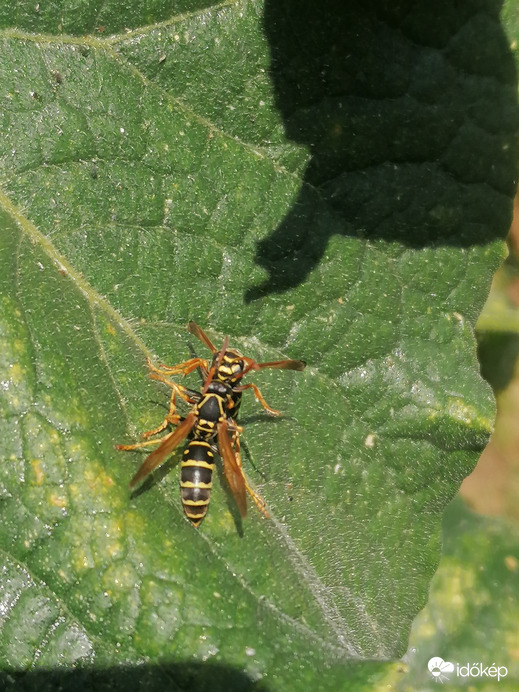 Kötöttfogású birkózás 