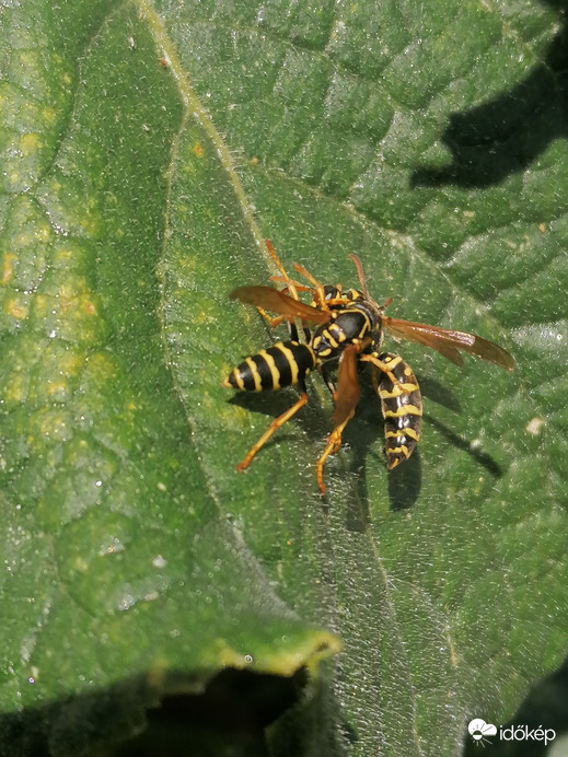  És 'földre' vitte, technika KO :) 