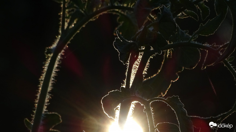 Eső után ellenfényben.