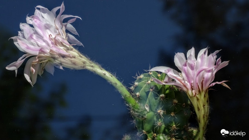 A kaktusz virága(i).
