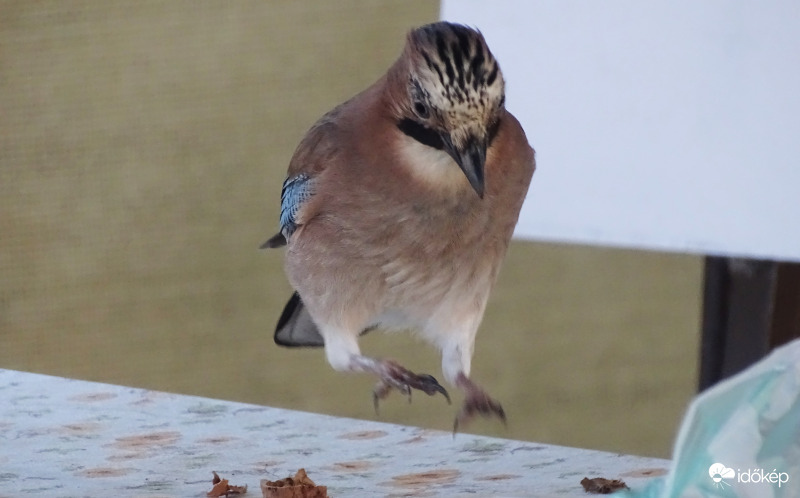 "Jövöök! Látom van dió!"