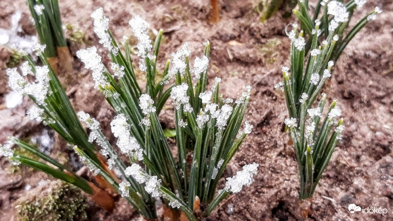 Jégvirágos crocus.