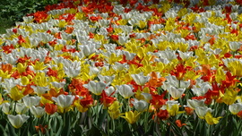 Tulipánmánia