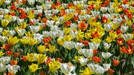 Tulipánmánia