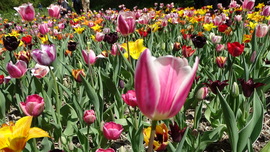 Tulipánmánia