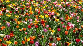 Tulipánmánia