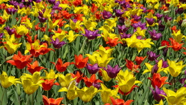 Tulipánmánia