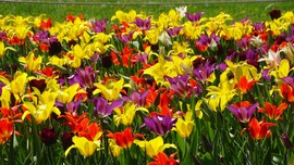 Tulipánmánia