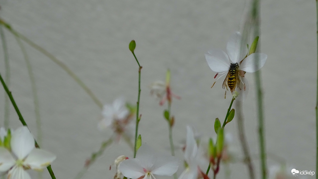 "Ezt is megkóstolom!"