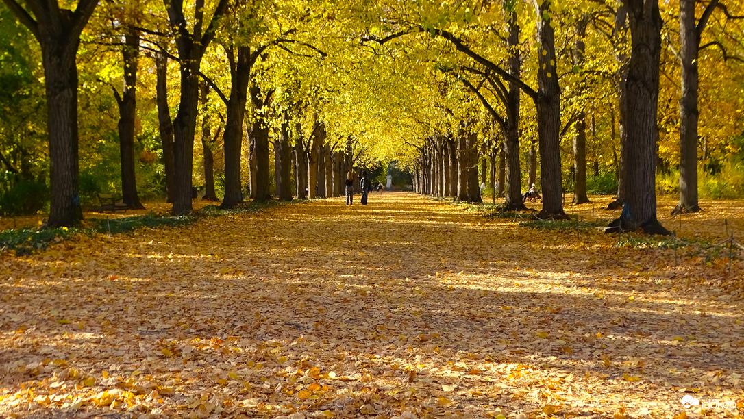 Aranyban pompázó hársfák, 