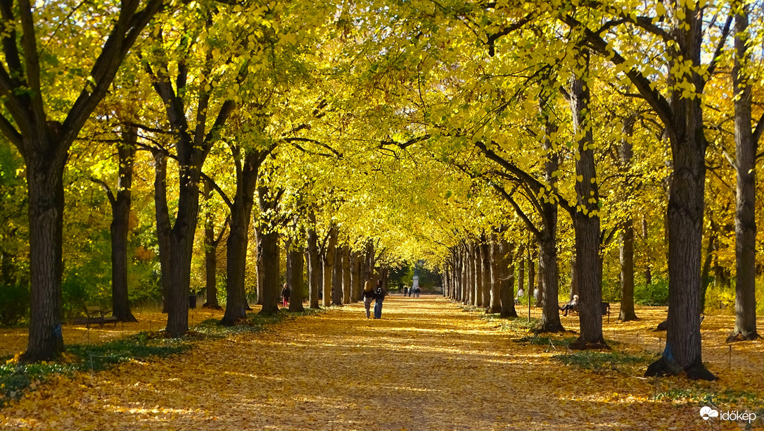 Aranyban pompázó hársfák, 
