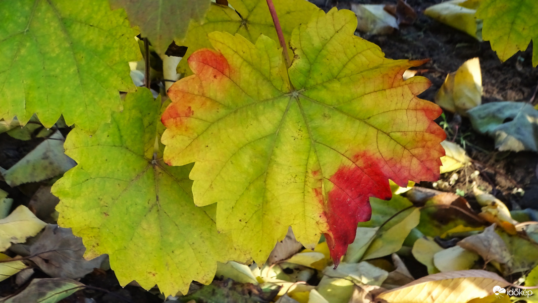 Őszi szőlőlevél.