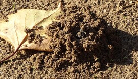 "Az én házam az én váram."