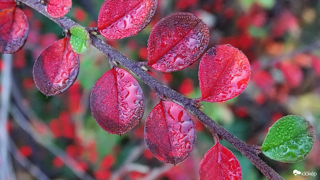 Madárbirs harmatosan.