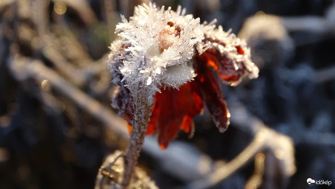 Bársonyvirág végnapja.